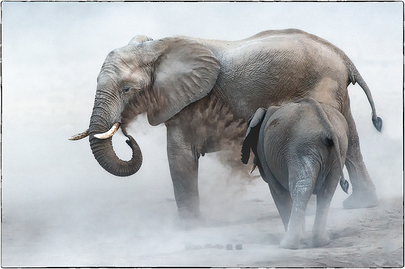 Elephants Enjoying a Dust Bath in Etosha, Namibia
