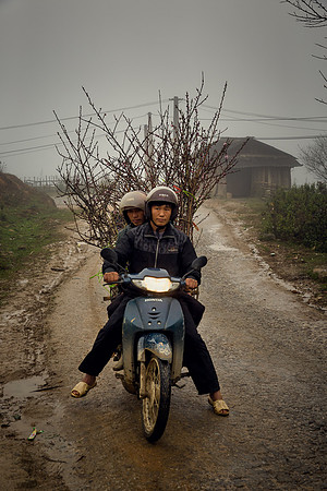 Men on Motorbike carrying Cherry Blossom for Tet