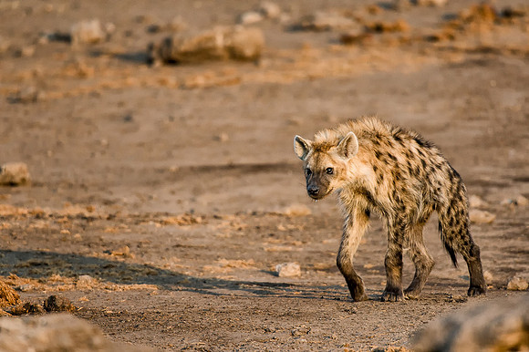 Hyeana in Etosha, Namibia