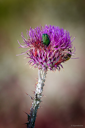 Beetle and Thistle