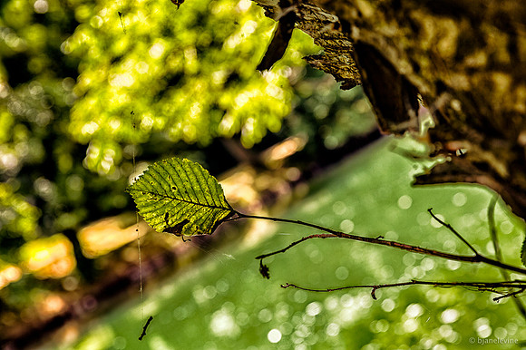 Web and Leaf