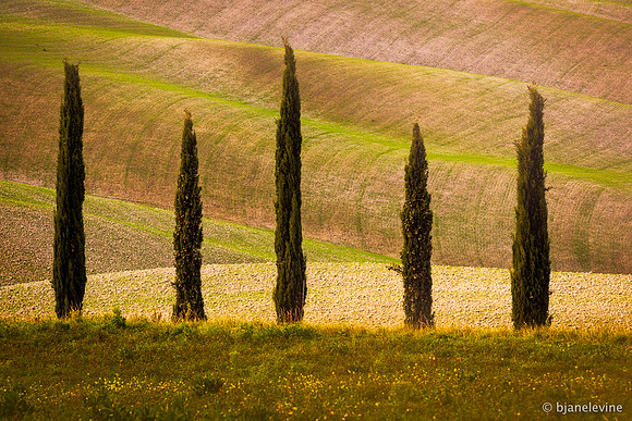 Cypress Trees