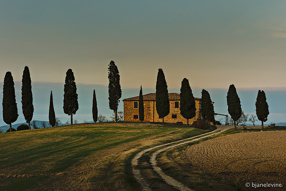 Cypress in Pienza