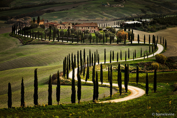 Cypress Trees 2