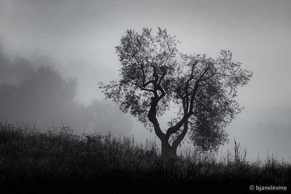 Tree in the Morning Fog